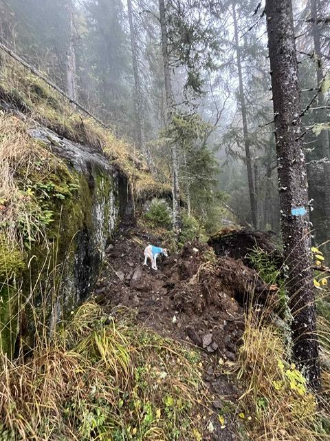 Ras på turstien opp til Brånån. En hund inspiserer raset. - Klikk for stort bilde